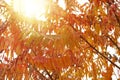 Cut leaf staghorn sumac in autumn.