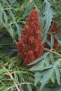 Cut-leaf staghorn sumac flowers