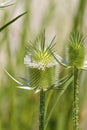 Cut-leaf Teasel  703374 Royalty Free Stock Photo