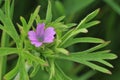 Cut-leaved Cranesbill Royalty Free Stock Photo