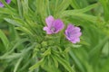 Cut-leaved Cranesbill Royalty Free Stock Photo