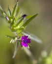 Cut-leaved Cranesbill - Geranium dissectum Royalty Free Stock Photo