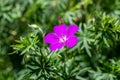 Close up of Geranium dissectum - Cut-leaved Royalty Free Stock Photo