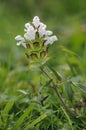 Cut-leaved Selfheal