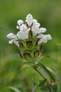 Cut-leaved Selfheal