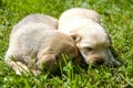 Cut little Puppy in grass in spring Royalty Free Stock Photo