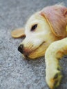 Cut little puppy with scabies skin