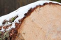 Cut log covered with snow Royalty Free Stock Photo