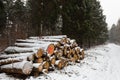 Cut logs firewood stacked up piled wood in the forest covered in snow Royalty Free Stock Photo