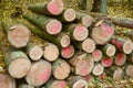 Cut logs lying in a pile at a dirt road in the woods on an autumn day. Royalty Free Stock Photo