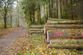 Cut logs lying in a pile at a dirt road in the woods on an autumn day. Royalty Free Stock Photo