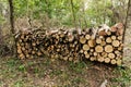 Autumn\'s Harvest: Neatly Stacked Locust Logs