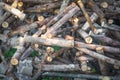 Cut logs pile used in dark tone Royalty Free Stock Photo