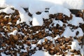 The cut logs in a winter wood under snowdrifts. Stove wood under snow. Royalty Free Stock Photo