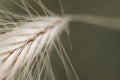 ear of wheat machro photo