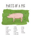 Scheme and guide - Pork. Vintage typographic hand-drawn. Vector Royalty Free Stock Photo