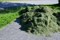 Cut grass waste on a pile on a asphalt road in summer you can smell the decomposing plant biomass that someone did not clean up Royalty Free Stock Photo