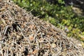 The nest in a green pine forest. corner of a large ant hill of forest ants Royalty Free Stock Photo