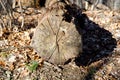 Cut oak log Royalty Free Stock Photo