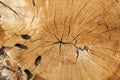 Cut oak log surface Royalty Free Stock Photo