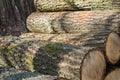 Cut oak logs in forest Royalty Free Stock Photo