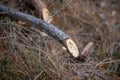 Cut off branches of a pine tree. Fresh cuts of a power saw in a Royalty Free Stock Photo