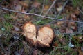 Cut off branches of a pine tree. Fresh cuts of a power saw in a Royalty Free Stock Photo