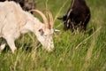 A cut-off image of a white goat grazing grass in a pasture. There is a blurry image of a black goat in the background. Selective f