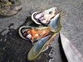 Fresh green mussels shell
