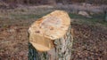 cut old apple tree in an orchard Royalty Free Stock Photo