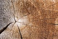 Cut of an old tree. Close up Royalty Free Stock Photo