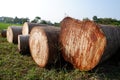 Cut old tree stump with annual rings and cracks