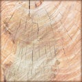 Cut of old trunk is photographed closely Royalty Free Stock Photo