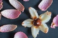 cut open fresh lychee fruit slide pan