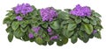 Cut out african violet, bed of flowers Royalty Free Stock Photo