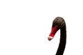 Cut out of a black swan head Royalty Free Stock Photo