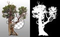 Cut out Bristlecone Pine. Olld tree trunk Royalty Free Stock Photo