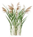 Cut out cattail. Distaff isolated Royalty Free Stock Photo