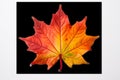 Cut out colorful maple leaf. Generative AI