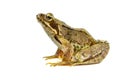 Cut out Common frog on white background Royalty Free Stock Photo