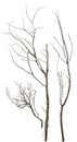Cut out dead tree branches. Royalty Free Stock Photo