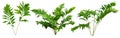 Cut out fern plant. Green foliage Royalty Free Stock Photo