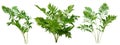 Cut out foliage. Branches of fern plant