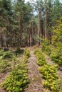 Cut out forest in the sun Royalty Free Stock Photo