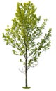 Cut out green tree. Tree in summer isolated Royalty Free Stock Photo