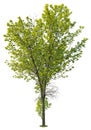 Cut out green tree. Tree in summer isolated