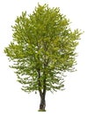 Cut out green tree. Tree in summer isolated