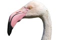 Cut out head of Greater Flamingo isolated against white