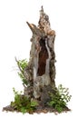 Cut out hollow tree stump. Ancient tree Royalty Free Stock Photo