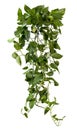 Cut out ivy plant. Tropical vegetation Royalty Free Stock Photo